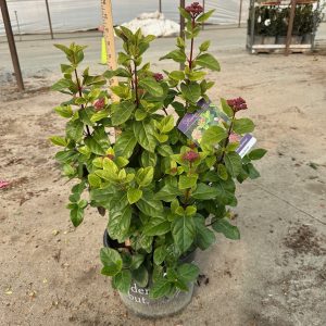 VIBURNUM SHADES OF PINK 7 GAL