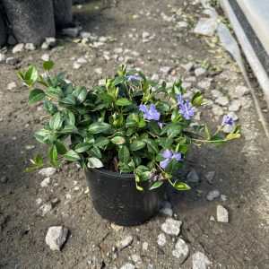 VINCA MINOR 4 IN