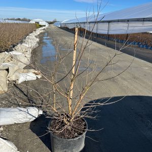 VITEX FLIP SIDE 3 GAL