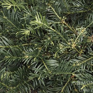 YEW DUKES GARDEN 3 GAL