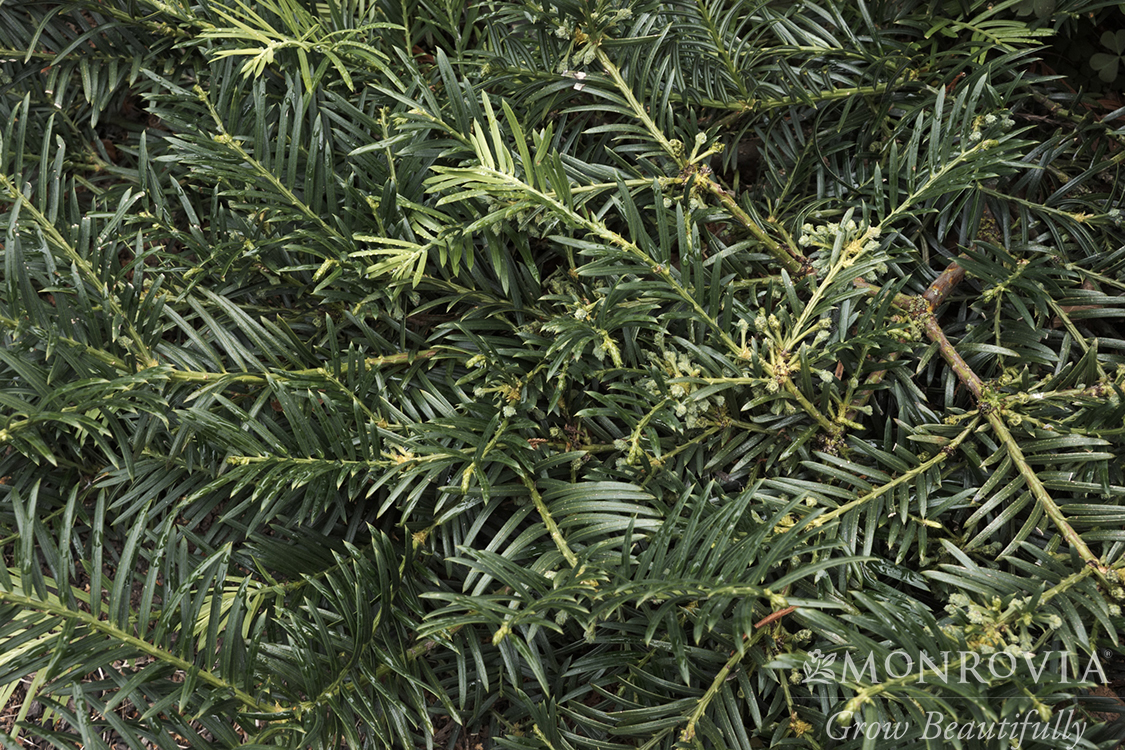 YEW DUKES GARDEN 5 GAL