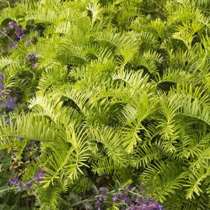 YEW JAPANESE PLUM PROSTRATA 3 GAL