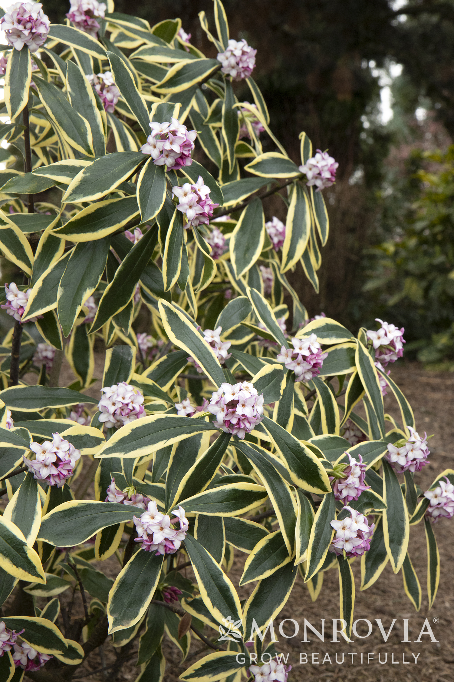 DAPHNE ODORA 2 GAL