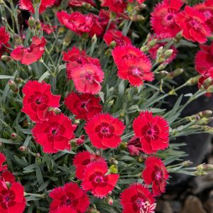 DIANTHUS FIRESTAR 1 GAL