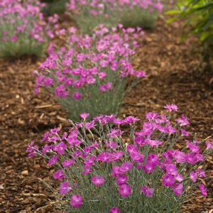 DIANTHUS FIREWITCH 1 GAL