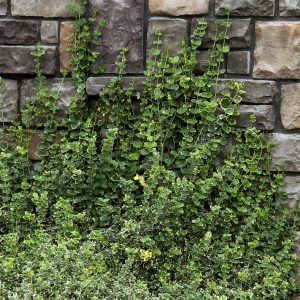 EUONYMUS EMERALD GAIETY 2 GAL