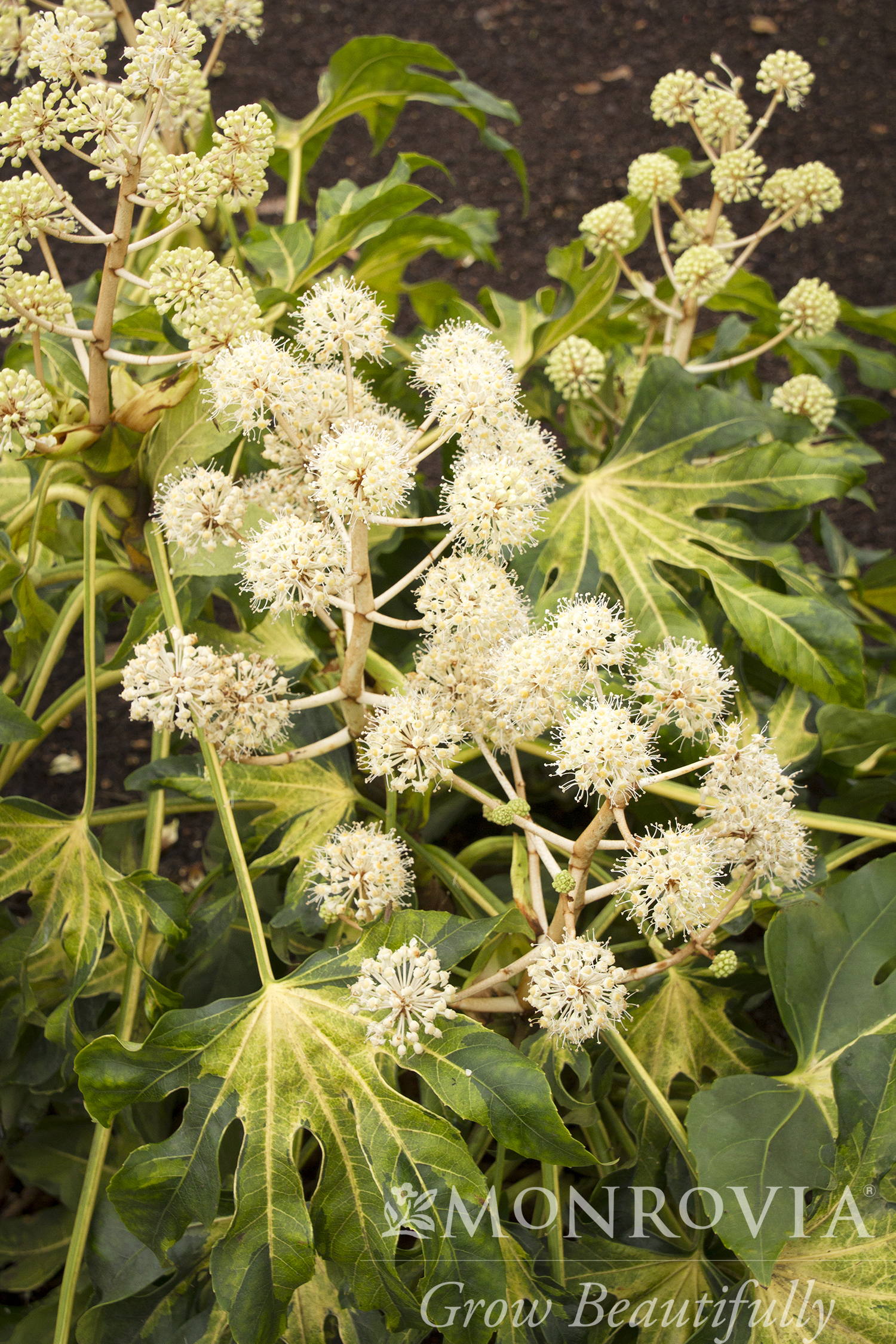 FATSIA CAMOUFLAGE 2 GAL