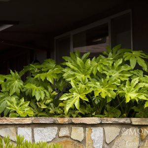 FATSIA JAPONICA 3 GAL