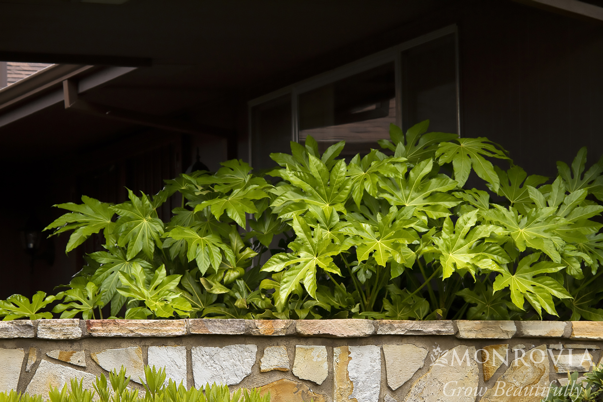FATSIA JAPONICA 7 GAL