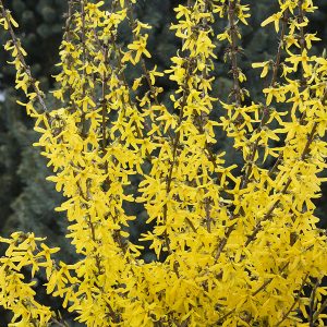 FORSYTHIA 3 GAL