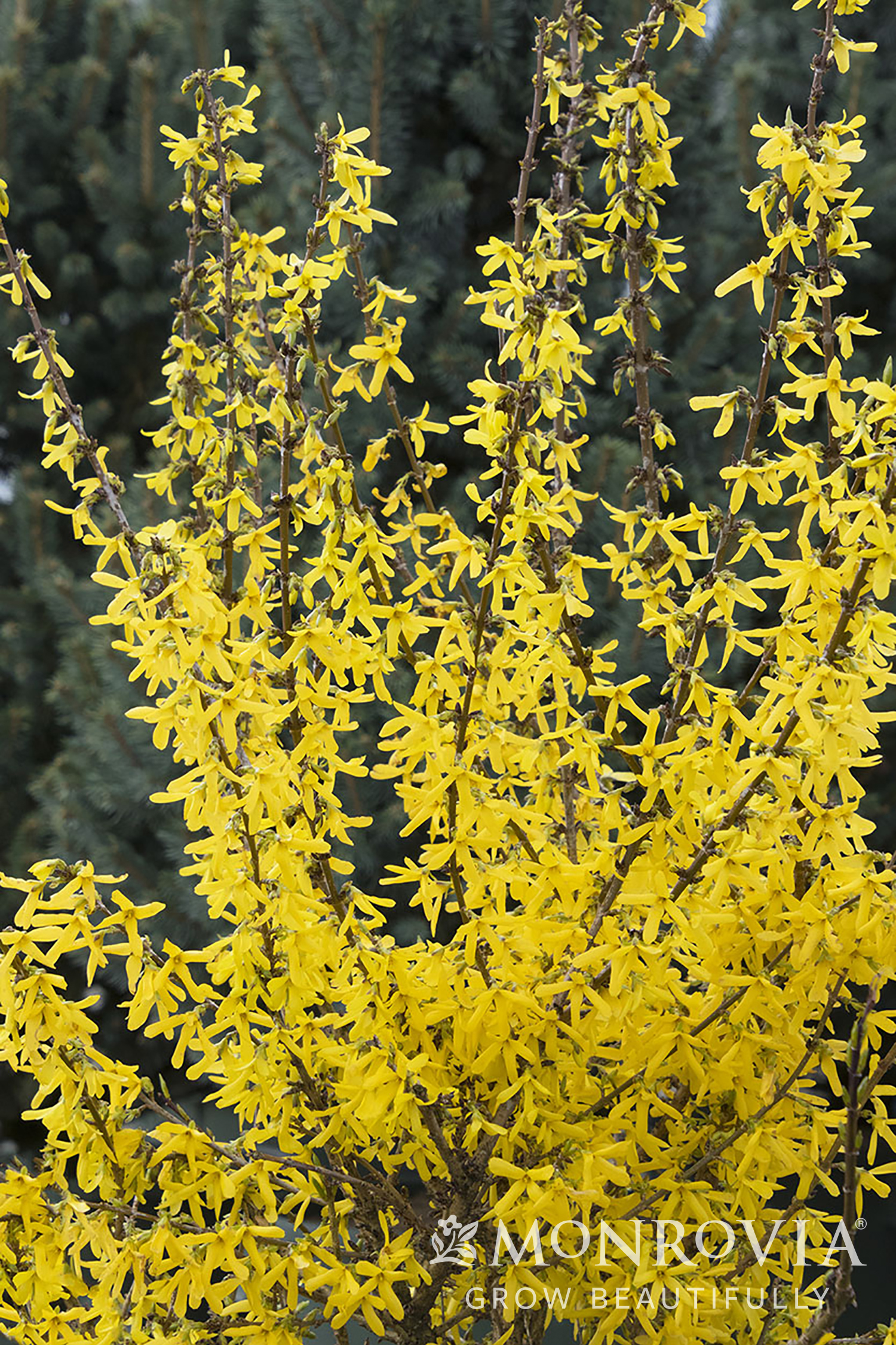 FORSYTHIA 3 GAL