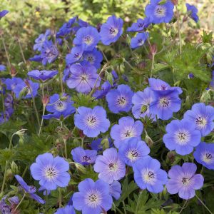 GERANIUM ROSANNE 1 GAL