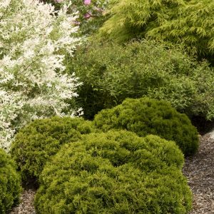 ARBORVITAE DANICA 5 GAL