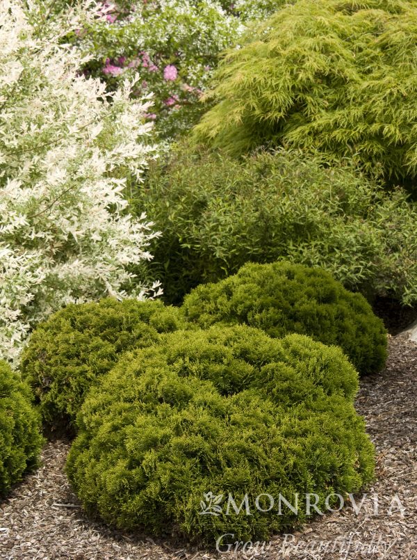 ARBORVITAE DANICA 5 GAL