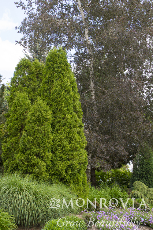 ARBORVITAE DeGROOTS SPIRE 5 FT