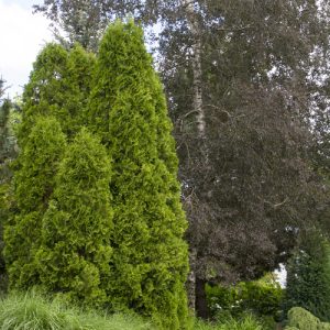 ARBORVITAE DeGROOTS SPIRE 7 FT