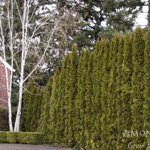 ARBORVITAE EMERALD GREEN 8 FT