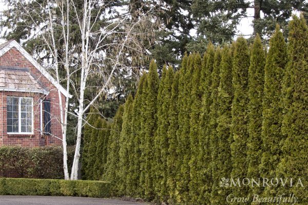 ARBORVITAE EMERALD GREEN 8 FT