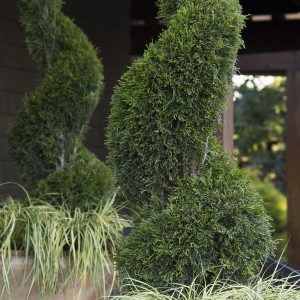 ARBORVITAE EMERALD SPIRAL 15 GAL
