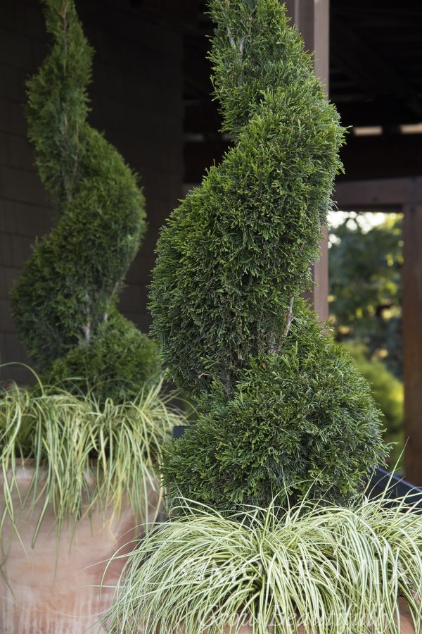 ARBORVITAE EMERALD SPIRAL 15 GAL