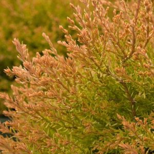ARBORVITAE FIRE CHIEF 3 GAL