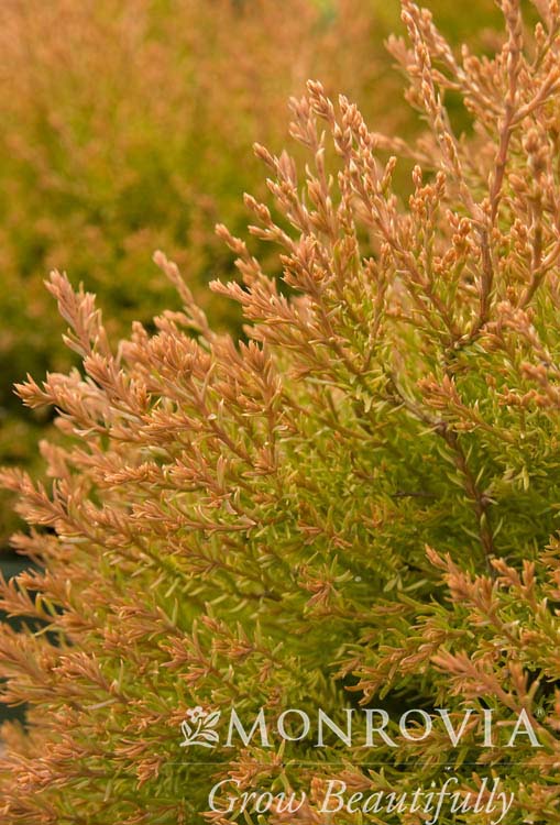 ARBORVITAE FIRE CHIEF 3 GAL