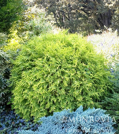 ARBORVITAE GOLDEN GLOBE 3 GAL