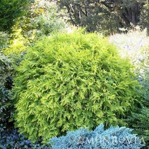 ARBORVITAE GOLDEN GLOBE 5 GAL