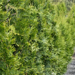 ARBORVITAE GREEN GIANT 7 GAL