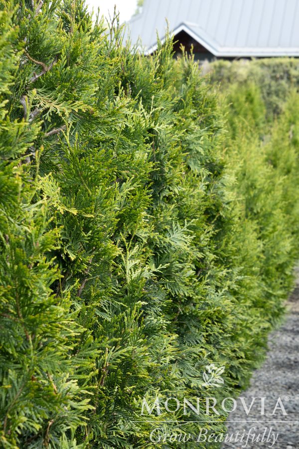 ARBORVITAE GREEN GIANT 14 FT