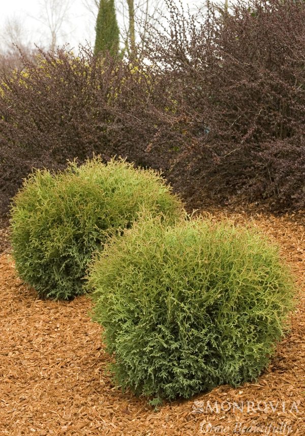 ARBORVITAE HETZI MIDGET 2 GAL