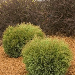ARBORVITAE HETZI MIDGET 5 GAL