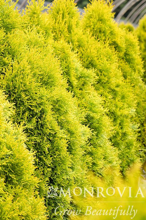 ARBORVITAE HIGHLIGHTS 2 GAL