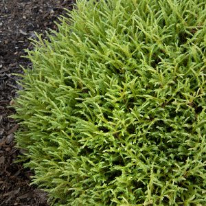 ARBORVITAE MR BOWLING BALL 3 GAL