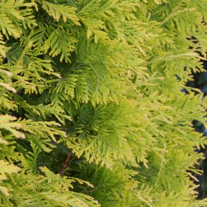 ARBORVITAE YELLOW RIBBON 5 GAL