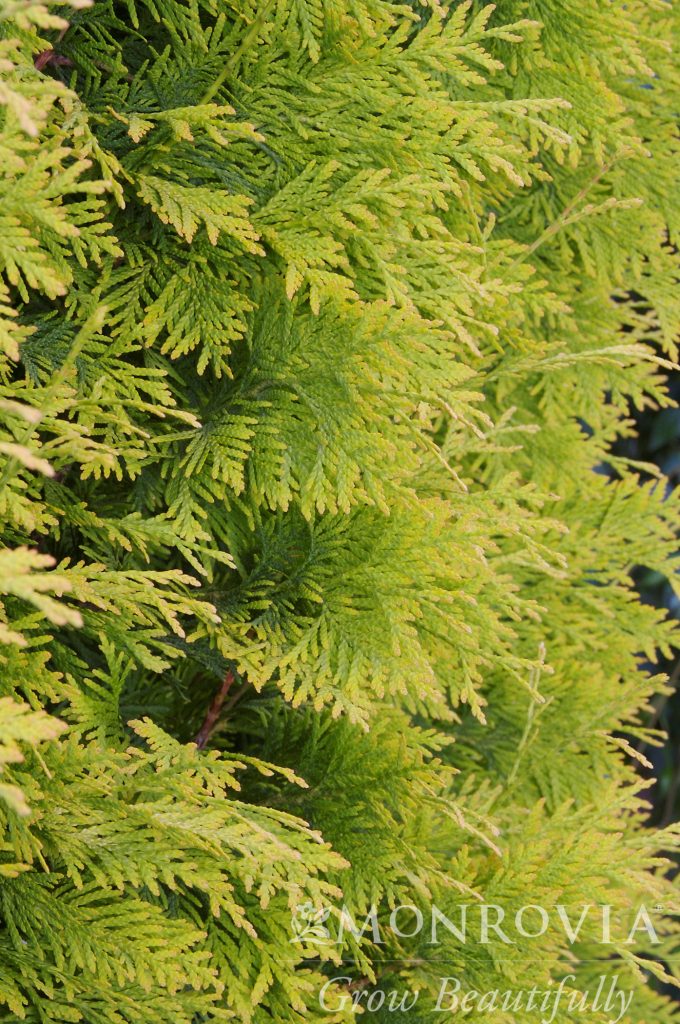 ARBORVITAE YELLOW RIBBON 5 FT