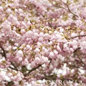 CHERRY AKEBONO 2"