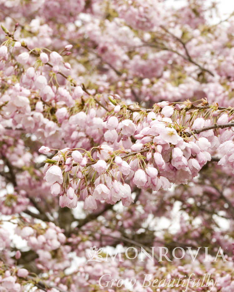 CHERRY AKEBONO 2"