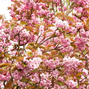 CHERRY KWANZAN 2 IN