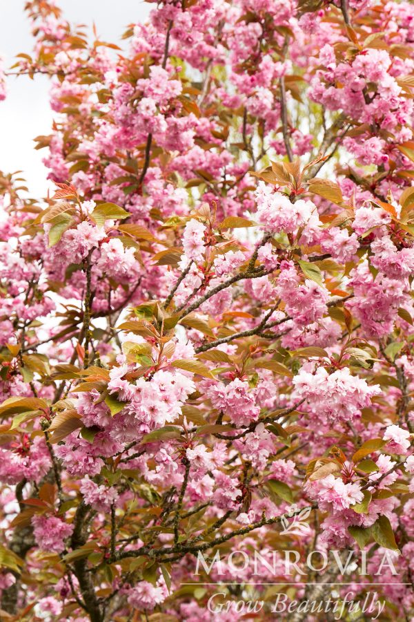 CHERRY KWANZAN 2 IN