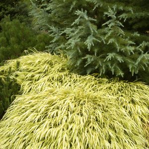 GRASS HAKONECHLOA JAP. FOREST 1 GAL