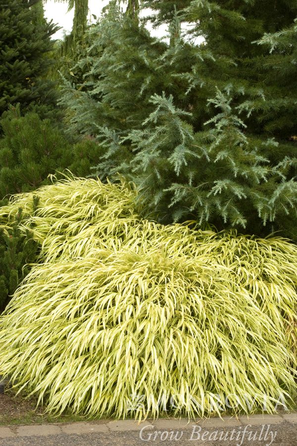 GRASS HAKONECHLOA JAP. FOREST 1 GAL