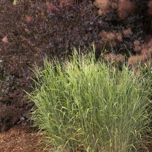 GRASS PANICUM HEAVY METAL 1 GAL