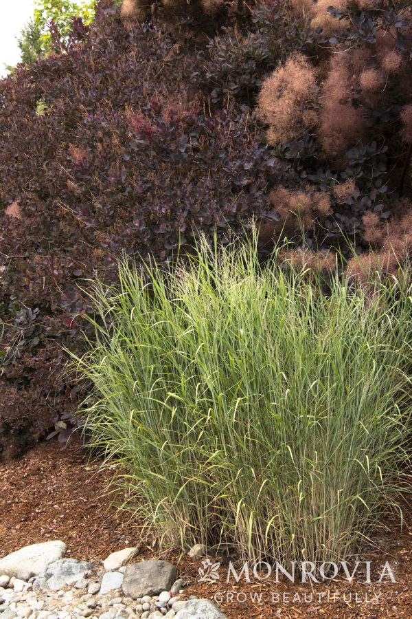 GRASS PANICUM HEAVY METAL 3 GAL