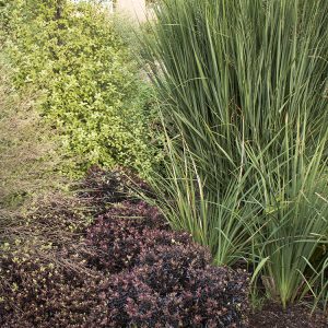 GRASS PANICUM NORTHWINDS 1 GAL