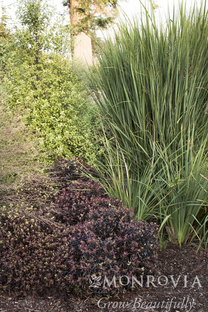 GRASS PANICUM NORTHWINDS 1 GAL