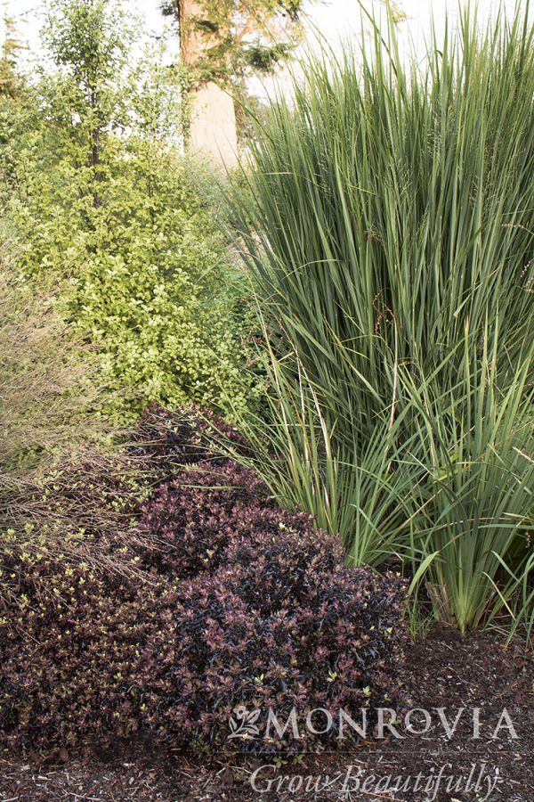 GRASS PANICUM NORTHWINDS 3 GAL