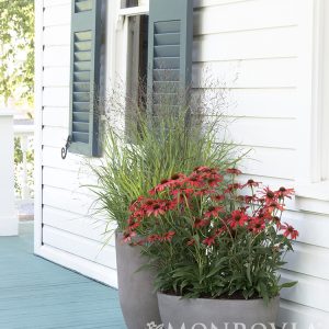 GRASS PANICUM SHENANDOAH 1 GAL