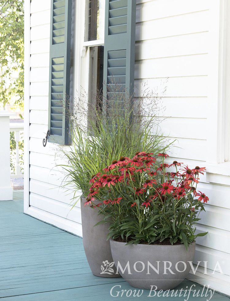 GRASS PANICUM SHENANDOAH 3 GAL