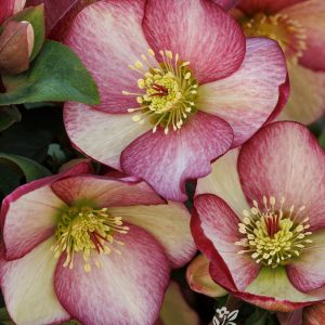 HELLEBORUS ASST. 1 GAL